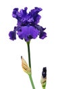 Purple Iris Flower Royalty Free Stock Photo