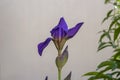 Purple iris flower against blurred light wall. Close up Royalty Free Stock Photo