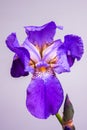 Purple Iris flower aka Flag - over white background Royalty Free Stock Photo