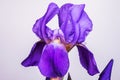 Purple Iris flower aka Flag - over white background Royalty Free Stock Photo