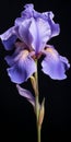 Hyper-realistic Purple Iris With Stem: Delicate Modeling And High Contrast