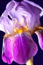 Purple Iris flower in bloom Royalty Free Stock Photo