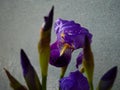 Purple Iris flower Royalty Free Stock Photo
