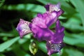 Purple iris flower blooming, blurry green leaves background top view close up Royalty Free Stock Photo