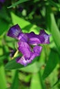Purple iris flower blooming, blurry green leaves vertical background Royalty Free Stock Photo