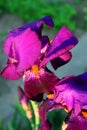 Purple iris flower.