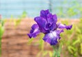 Purple iris flower bloossom in the summer garden Royalty Free Stock Photo