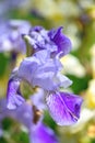 Purple Iris flower bud close-up  beautiful abstract natural background Royalty Free Stock Photo