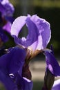 A purple iris flower in the city garden under direct sunlight in summertime