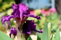 Purple iris flower close-up with blurred garden in the background Royalty Free Stock Photo
