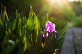 Purple iris flower. Close up detail flower blooming in spring, blurry green leaves background. Royalty Free Stock Photo