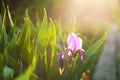 Purple iris flower. Close up detail flower blooming in spring, blurry green leaves background. Royalty Free Stock Photo