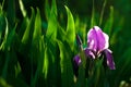 Purple iris flower. Close up detail flower blooming in spring, blurry green leaves background. Royalty Free Stock Photo