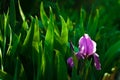 Purple iris flower. Close up detail flower blooming in spring, blurry green leaves background. Royalty Free Stock Photo