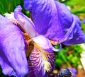 Purple iris flower closeup Royalty Free Stock Photo