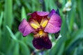 Purple iris flower in dew drops after rain Royalty Free Stock Photo