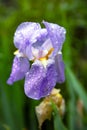 Purple iris flower in dew drops after rain close up Royalty Free Stock Photo