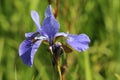 Purple iris flower with feeding large skipper butterfly Royalty Free Stock Photo