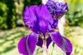 Purple iris flower in full bloom in the sun on the ground in the garden Royalty Free Stock Photo