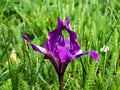 Purple Iris flower in grass