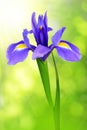 Purple iris flower Royalty Free Stock Photo