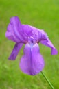 Purple iris