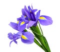 Purple iris flower Royalty Free Stock Photo