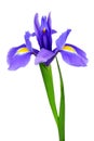 Purple iris flower