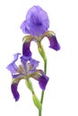 Purple iris flower isolated on white Royalty Free Stock Photo