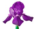 Purple iris flower isolated on a white background. Close-up. Royalty Free Stock Photo