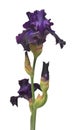 Purple iris flower isolated on white background Royalty Free Stock Photo