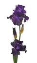 Purple iris flower isolated on white background Royalty Free Stock Photo