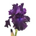 Purple iris flower isolated on white background Royalty Free Stock Photo