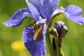 Purple iris flower with feeding large skipper butterfly Royalty Free Stock Photo