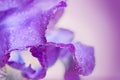 Purple iris flower macro