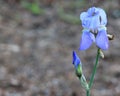 Purple Iris flower and new bud on R