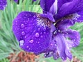 Purple Iris Flower Petal in the Rain in May in Spring Royalty Free Stock Photo