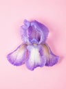 Purple iris flower on pink background. Flat lay