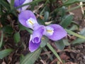 Purple iris flower plant Royalty Free Stock Photo