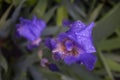 purple iris flower rain drops plant grass flower weather nature spring wind Royalty Free Stock Photo