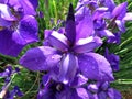 Purple Iris Flower After the Rain in May Royalty Free Stock Photo