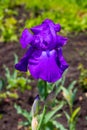 Purple iris flower with raindrops on the flowerbed Royalty Free Stock Photo