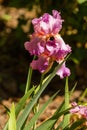 Purple iris flower summer Royalty Free Stock Photo
