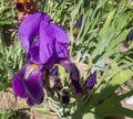 Purple iris flower in the sun against a background of blurred green leaves Royalty Free Stock Photo