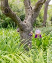 Purple Iris flower under a tree Royalty Free Stock Photo