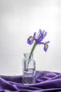 Purple iris flower in a vase. Royalty Free Stock Photo