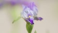 Purple iris flower. Purple and very peri color irises on green blurred background. Close up. Royalty Free Stock Photo