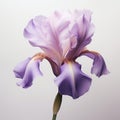 Purple iris flower on white background , generated by AI Royalty Free Stock Photo