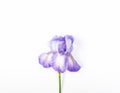 Purple iris flower on white background. Top view. Flat lay.