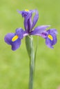 Purple Iris flower with yellow highlights on a green grass background